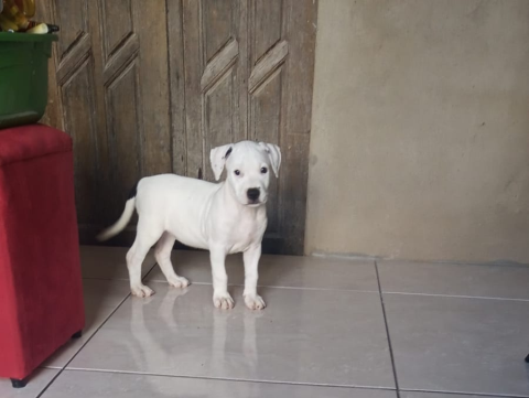 Vende se.   Filhote de Pitbull. Puro.